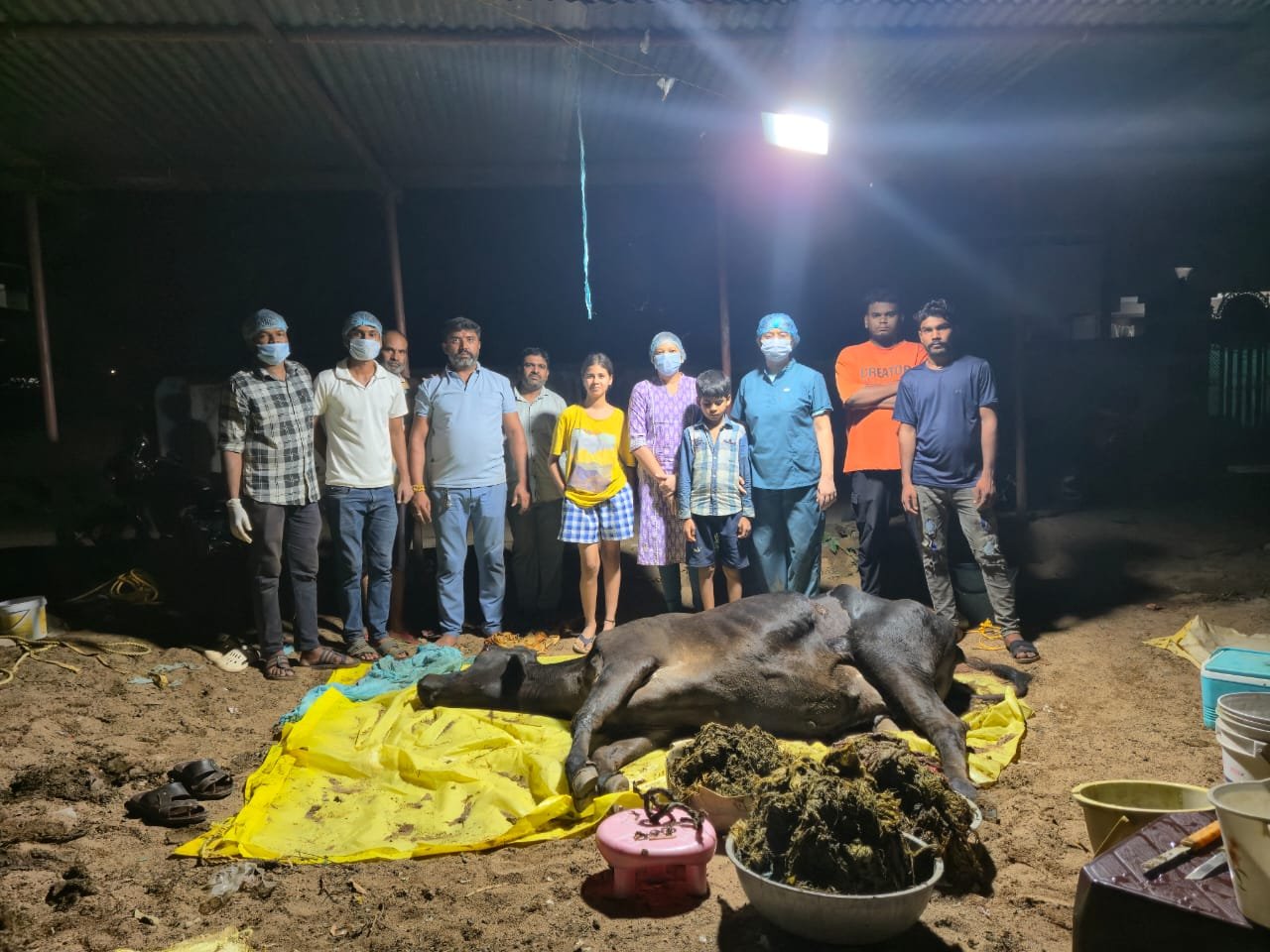 सर्जरी द्वारा गाय के पेट से निकाली गई लगभग 80 किलो पॉलीथीन