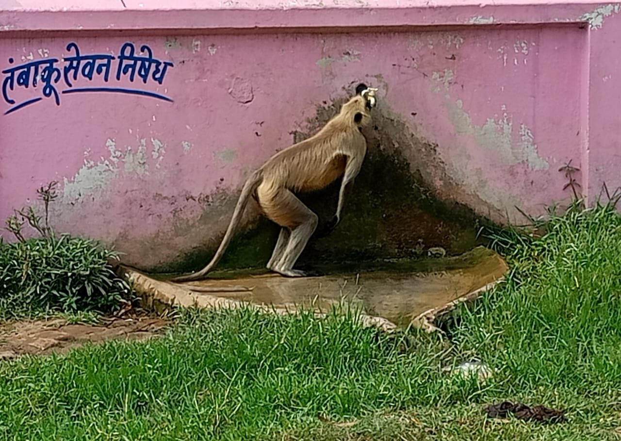 जल संकट और पशुओं की पानी की तलाश: पानी की संरक्षण हमारी जिम्मेदारी