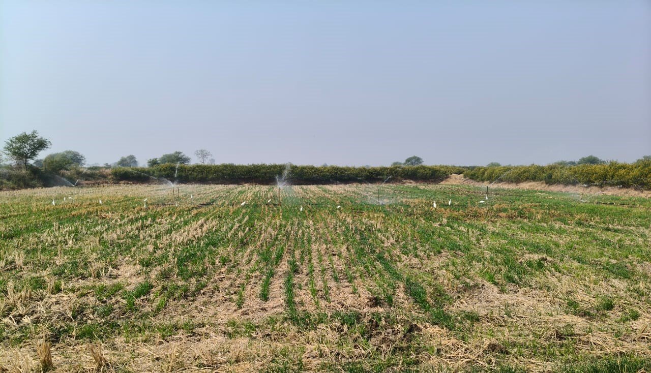कृषि विज्ञान केंद्र मुंगेली ने किया जीरो टिल सीड ड्रिल से गेहूं बुवाई का सफल प्रदर्शन