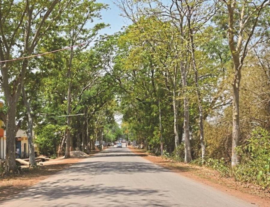 नांदघाट–मुंगेली मार्ग चौड़ीकरण हेतु वृक्ष कटाई की अनुमति, आपत्तियां 28 जनवरी तक आमंत्रित